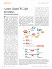 Research paper thumbnail of A new class of SUMO proteases