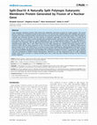 Research paper thumbnail of Split-Doa10: A Naturally Split Polytopic Eukaryotic Membrane Protein Generated by Fission of a Nuclear Gene