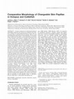 Research paper thumbnail of Comparative morphology of changeable skin papillae in octopus and cuttlefish