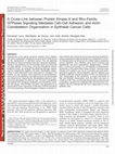 Research paper thumbnail of A Cross-Link between Protein Kinase A and Rho-Family GTPases Signaling Mediates Cell-Cell Adhesion and Actin Cytoskeleton Organization in Epithelial Cancer Cells