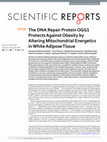 Research paper thumbnail of The DNA Repair Protein OGG1 Protects Against Obesity by Altering Mitochondrial Energetics in White Adipose Tissue