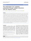 Research paper thumbnail of The metacaspase Yca1 maintains proteostasis through multiple interactions with the ubiquitin system