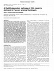 Research paper thumbnail of A Rad50-dependent pathway of DNA repair is deficient in Fanconi anemia fibroblasts