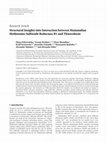 Research paper thumbnail of Structural Insights into Interaction between Mammalian Methionine Sulfoxide Reductase B1 and Thioredoxin