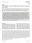 Research paper thumbnail of AIF-regulated oxidative phosphorylation supports lung cancer development