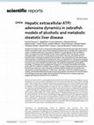 Research paper thumbnail of Hepatic extracellular ATP/adenosine dynamics in zebrafish models of alcoholic and metabolic steatotic liver disease