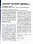 Research paper thumbnail of Saccharomyces cerevisiae septins: supramolecular organization of heterooligomers and the mechanism of filament assembly