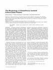 Research paper thumbnail of The morphology of Oreopithecus bambolii pollical distal phalanx