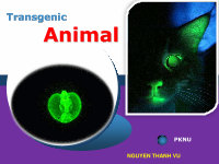 Research paper thumbnail of transgenic animals 