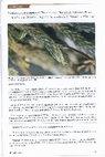 Research paper thumbnail of Pinzón, J.P., M.H.J. Barfuss, I. Ramírez-Morillo, G. Carnevali & W. Till. 2013. Phylogeny ad evolution of Tillandsia subg. Tillandsia: A preliminary project report.  J. Bromeliad Soc. 63: 75-82.