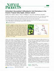 Research paper thumbnail of Antioxidant Glucosylated Caffeoylquinic Acid Derivatives in the Invasive Tropical Soda Apple, Solanum viarum