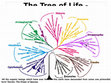 Research paper thumbnail of Tree of Life Lecture 1: Eukaryotes