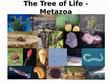 Research paper thumbnail of Tree of Life Lecture 3: Early Branching Metazoans