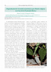 Research paper thumbnail of Depredacíon de Tarentola mauritanica por Mantis religiosa en el sur de la Penísula Ibérica