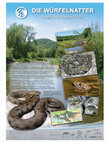 Research paper thumbnail of Die Würfelnatter: Reptil des Jahres 2009