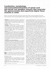 Research paper thumbnail of Localization, morphology, and immunohistochemistry of spinal cord and dorsal root ganglion neurons that innervate the gastrocnemius and superficial digital flexor muscles in cattle