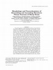 Research paper thumbnail of Morphology and Neurochemistry of Descending and Ascending Myenteric Plexus Neurons of Sheep Ileum