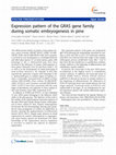 Research paper thumbnail of Expression pattern of the GRAS gene family during somatic embryogenesis in pine