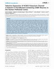 Research paper thumbnail of Selective Expression of KCNS3 Potassium Channel α-Subunit in Parvalbumin-Containing GABA Neurons in the Human Prefrontal Cortex