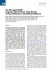 Research paper thumbnail of The E3 Ligase MuRF1 Degrades Myosin Heavy Chain Protein in Dexamethasone-Treated Skeletal Muscle