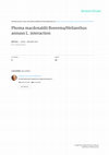 Research paper thumbnail of Phoma macdonaldii boerema / Helianthus annuus L. interaction