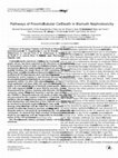 Research paper thumbnail of Pathways of Proximal Tubular Cell Death in Bismuth Nephrotoxicity