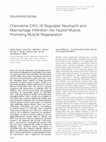 Research paper thumbnail of Chemokine CXCL16 Regulates Neutrophil and Macrophage Infiltration into Injured Muscle, Promoting Muscle Regeneration