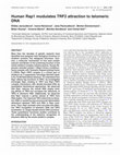 Research paper thumbnail of Human Rap1 modulates TRF2 attraction to telomeric DNA