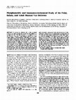 Research paper thumbnail of Morphometric and immunocytochemical study of the fetal, infant, and adult human vas deferens