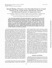 Research paper thumbnail of Specific Binding of Proteins to the Noncoding Strand of a Crucial Element of the Variant Surface Glycoprotein, Procyclin, and Ribosomal Promoters ofTrypanosoma brucei