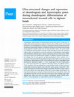 Research paper thumbnail of Ultra-structural changes and expression of chondrogenic and hypertrophic genes during chondrogenic differentiation of mesenchymal stromal cells in alginate beads