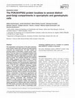 Research paper thumbnail of The POK/AtVPS52 protein localizes to several distinct post-Golgi compartments in sporophytic and gametophytic cells