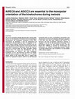 Research paper thumbnail of AtREC8 and AtSCC3 are essential to the monopolar orientation of the kinetochores during meiosis