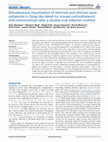 Research paper thumbnail of Simultaneous visualization of extrinsic and intrinsic axon collaterals in Golgi-like detail for mouse corticothalamic and corticocortical cells: a double viral infection method