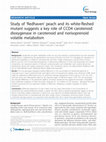 Research paper thumbnail of Study of 'Redhaven' peach and its white-fleshed mutant suggests a key role of CCD4 carotenoid dioxygenase in carotenoid and norisoprenoid volatile metabolism