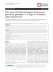 Research paper thumbnail of First report of highly pathogenic Echinococcus granulosus genotype G1 in dogs in a European urban environment