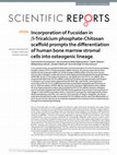 Research paper thumbnail of Incorporation of Fucoidan in β-Tricalcium phosphate-Chitosan scaffold prompts the differentiation of human bone marrow stromal cells into osteogenic lineage OPEN