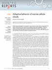 Research paper thumbnail of Adaptive behavior of marine cellular clouds