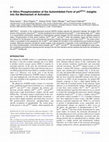 Research paper thumbnail of In Silico Phosphorylation of the Autoinhibited Form of p47phox: Insights into the Mechanism of Activation