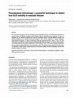 Research paper thumbnail of Fluorescence microscopy: a powerful technique to detect low GUS activity in vascular tissues