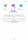 Research paper thumbnail of Picosecond ultrasonics in a single biological cell