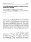 Research paper thumbnail of Persea (avocados) Phylogenetic Analysis Based on Morphological Characters: Hypothesis of Species Relationships