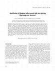 Research paper thumbnail of PCR based identification of the virus causing yellow mosaic disease in wild Vigna accessions