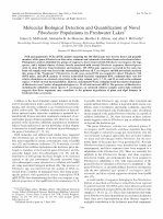 Research paper thumbnail of Molecular Biological Detection and Quantification of Novel Fibrobacter Populations in Freshwater Lakes 