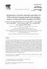 Research paper thumbnail of Identification of porcine intestinal spirochetes by PCR-restriction fragment length polymorphism analysis of ribosomal DNA encoding 23S rRNA