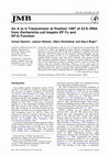 Research paper thumbnail of An A to U transversion at position 1067 of 23 S rRNA from Escherichia coli impairs EF-Tu and EF-G function 1 1 Edited by D. E. Draper