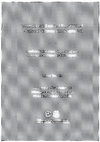 Research paper thumbnail of International business negotiations - Cultural distance and adaption. Swedish businessmen negotiating with Norwegian and Spanish counterparts