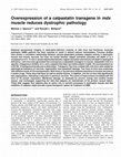 Research paper thumbnail of Overexpression of a calpastatin transgene in mdx muscle reduces dystrophic pathology