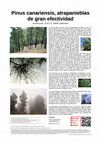 Research paper thumbnail of Pinus canariensis, atrapanieblas de gran efectividad