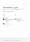 Research paper thumbnail of Sulfur Respiration in a Marine Chemolithoautotrophic Beggiatoa Strain